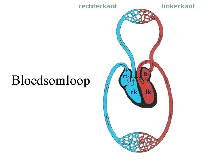 Bloedsomloop 