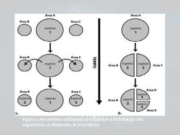 Figura 1. Mecanismos utilizados para explicar a distribuição dos organismos. A. Dispersão. B. Vicariância.