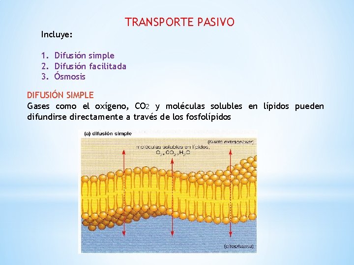 TRANSPORTE PASIVO Incluye: 1. Difusión simple 2. Difusión facilitada 3. Ósmosis DIFUSIÓN SIMPLE Gases TRANSPORTE PASIVO Incluye: 1. Difusión simple 2. Difusión facilitada 3. Ósmosis DIFUSIÓN SIMPLE Gases