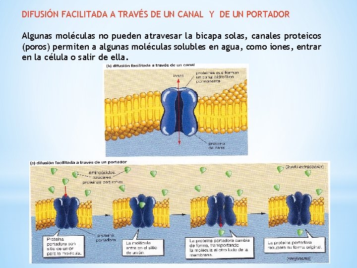 DIFUSIÓN FACILITADA A TRAVÉS DE UN CANAL Y DE UN PORTADOR Algunas moléculas no DIFUSIÓN FACILITADA A TRAVÉS DE UN CANAL Y DE UN PORTADOR Algunas moléculas no