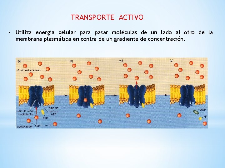 TRANSPORTE ACTIVO • Utiliza energía celular para pasar moléculas de un lado al otro
