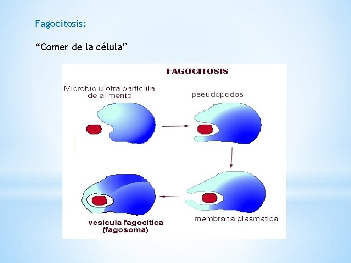 Fagocitosis: “Comer de la célula” Fagocitosis: “Comer de la célula”