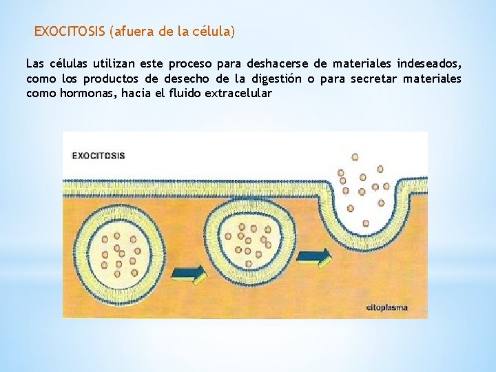 EXOCITOSIS (afuera de la célula) Las células utilizan este proceso para deshacerse de materiales