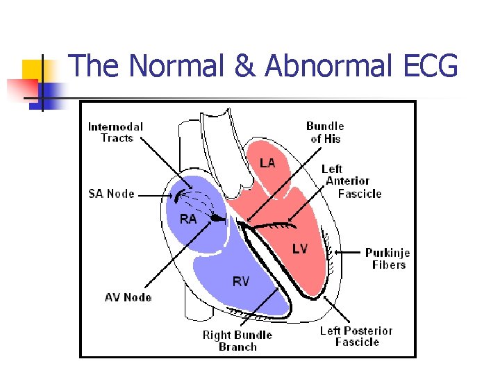 The Normal & Abnormal ECG 