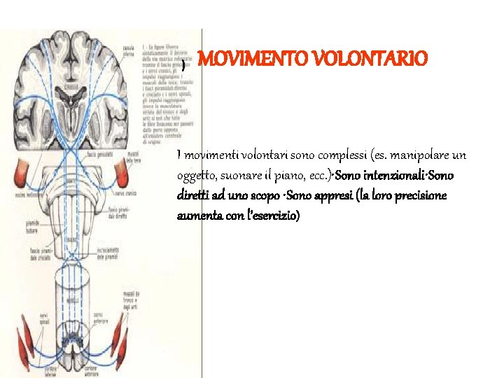 ) MOVIMENTO VOLONTARIO I movimenti volontari sono complessi (es. manipolare un oggetto, suonare il