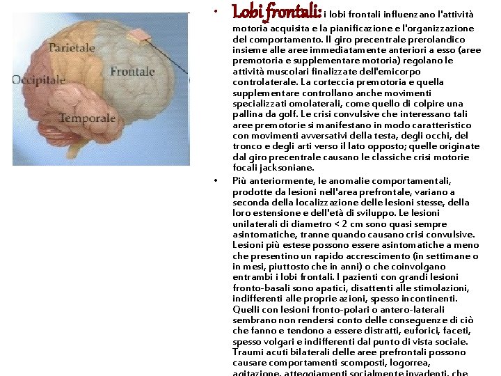  • Lobi frontali: i lobi frontali influenzano l'attività • motoria acquisita e la