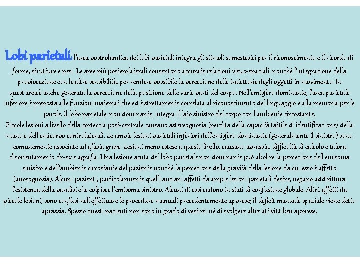 Lobi parietali: l'area postrolandica dei lobi parietali integra gli stimoli somestesici per il riconoscimento