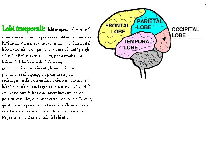Lobi temporali: i lobi temporali elaborano il riconoscimento visivo, la percezione uditiva, la memoria
