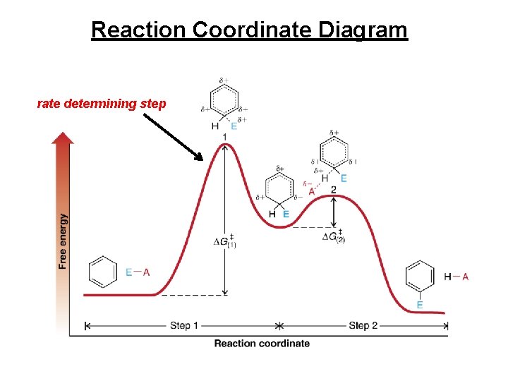 Reaction Coordinate Diagram rate determining step 