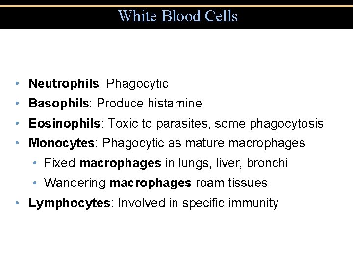White Blood Cells • Neutrophils: Phagocytic • Basophils: Produce histamine • Eosinophils: Toxic to