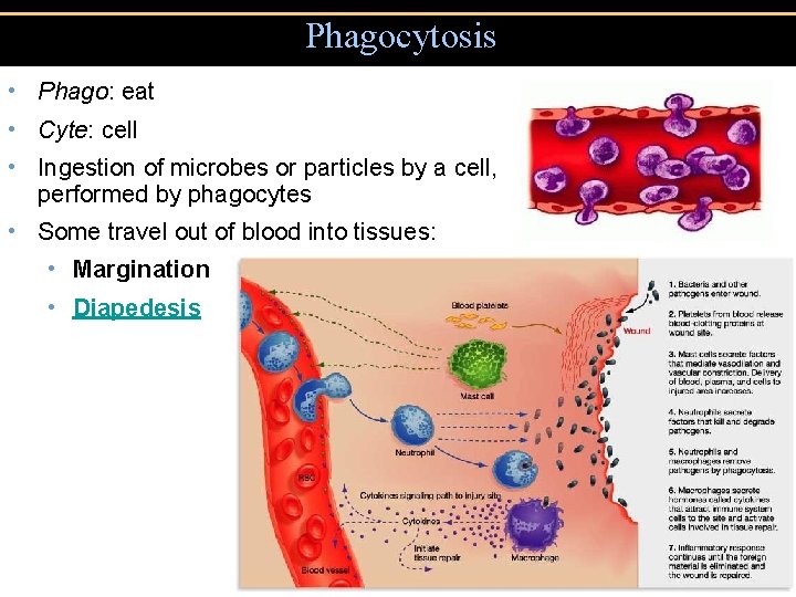 Phagocytosis • Phago: eat • Cyte: cell • Ingestion of microbes or particles by