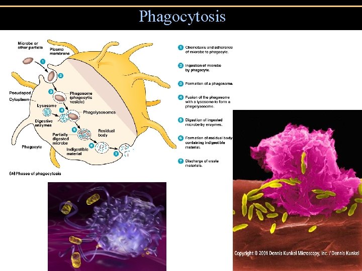 Phagocytosis Figure 16. 8 a 
