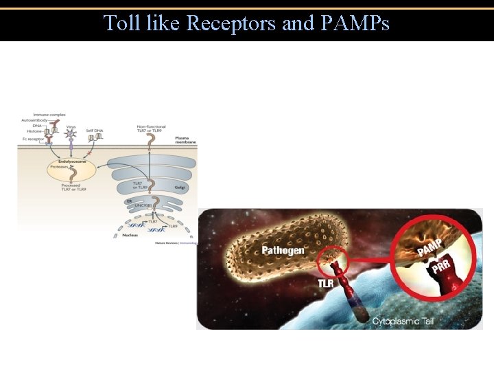 Toll like Receptors and PAMPs 