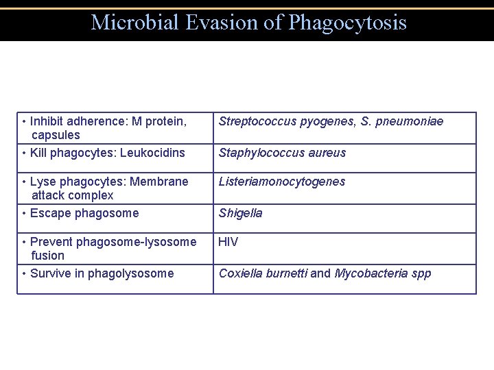 Microbial Evasion of Phagocytosis • Inhibit adherence: M protein, capsules • Kill phagocytes: Leukocidins
