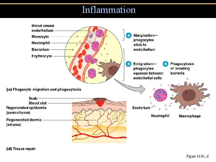 Inflammation Figure 16. 9 c, d 