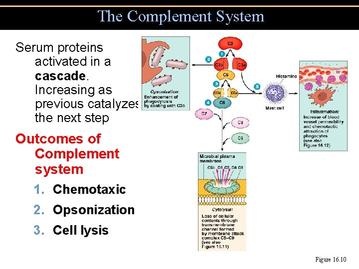 The Complement System Serum proteins activated in a cascade. Increasing as previous catalyzes the