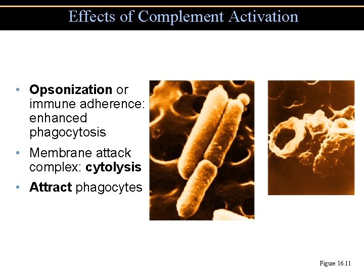 Effects of Complement Activation • Opsonization or immune adherence: enhanced phagocytosis • Membrane attack