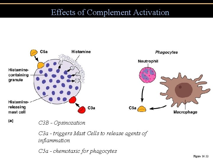 Effects of Complement Activation C 3 B - Opsinozation C 3 a - triggers