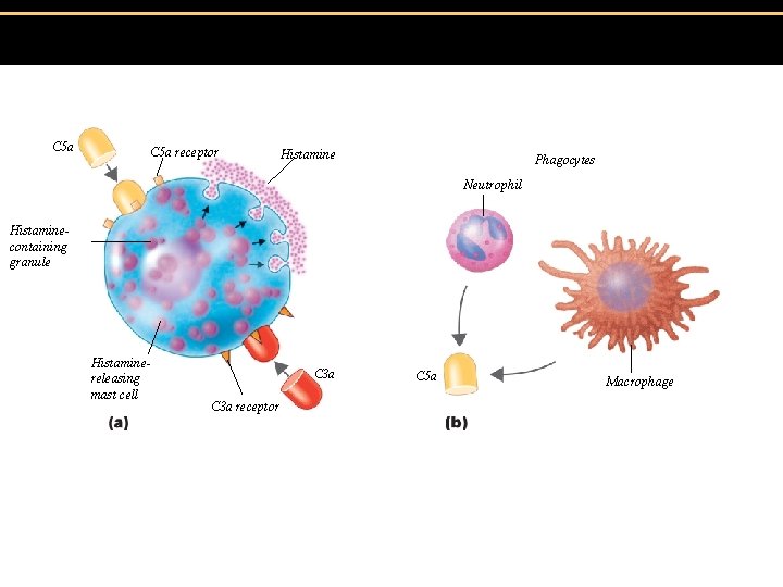 Figure 16. 11 Inflammation stimulated by complement. C 5 a receptor Histamine Phagocytes Neutrophil