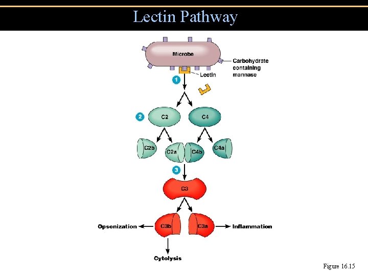 Lectin Pathway Figure 16. 15 