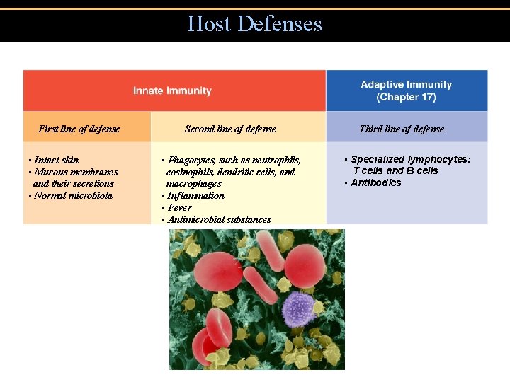 Figure 16. 1 An overview of the body’s defenses. Host Defenses First line of