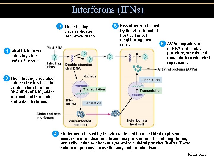 Interferons (IFNs) 2 The infecting virus replicates into new viruses. 1 Viral RNA from