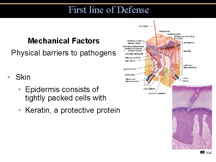 First line of Defense Mechanical Factors Physical barriers to pathogens • Skin • Epidermis