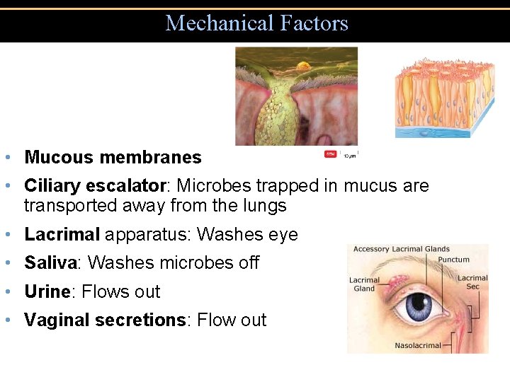 Mechanical Factors • Mucous membranes • Ciliary escalator: Microbes trapped in mucus are transported