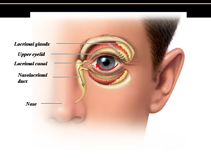 Lacrimal glands Upper eyelid Lacrimal canal Nasolacrimal duct Nose 