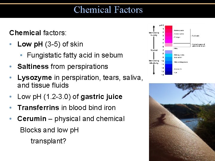 Chemical Factors Chemical factors: • Low p. H (3 -5) of skin • Fungistatic