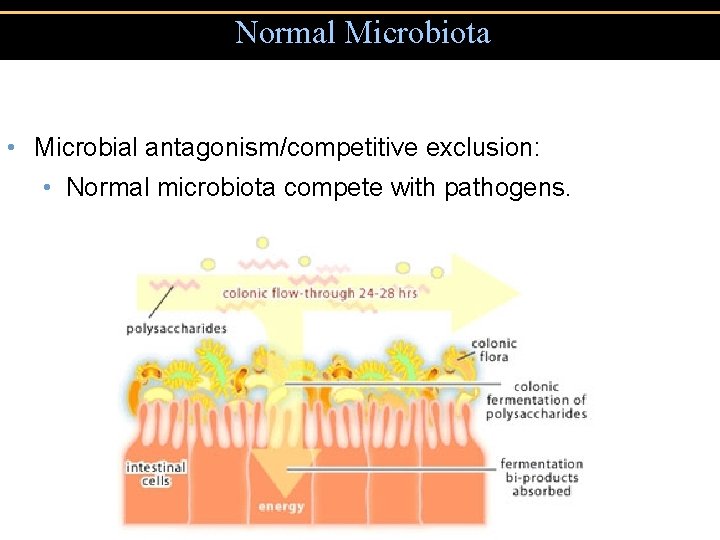 Normal Microbiota • Microbial antagonism/competitive exclusion: • Normal microbiota compete with pathogens. 