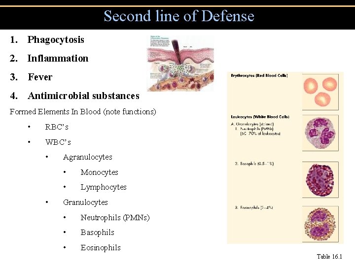Second line of Defense 1. Phagocytosis 2. Inflammation 3. Fever 4. Antimicrobial substances Formed