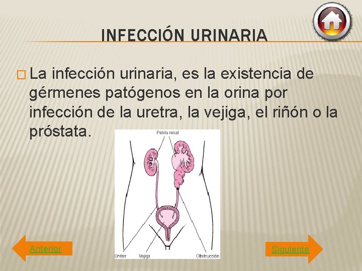 INFECCIÓN URINARIA � La infección urinaria, es la existencia de gérmenes patógenos en la