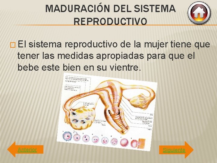 MADURACIÓN DEL SISTEMA REPRODUCTIVO � El sistema reproductivo de la mujer tiene que tener