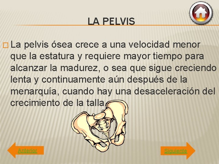 LA PELVIS � La pelvis ósea crece a una velocidad menor que la estatura