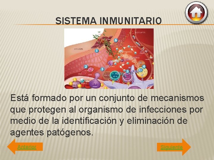 SISTEMA INMUNITARIO Está formado por un conjunto de mecanismos que protegen al organismo de