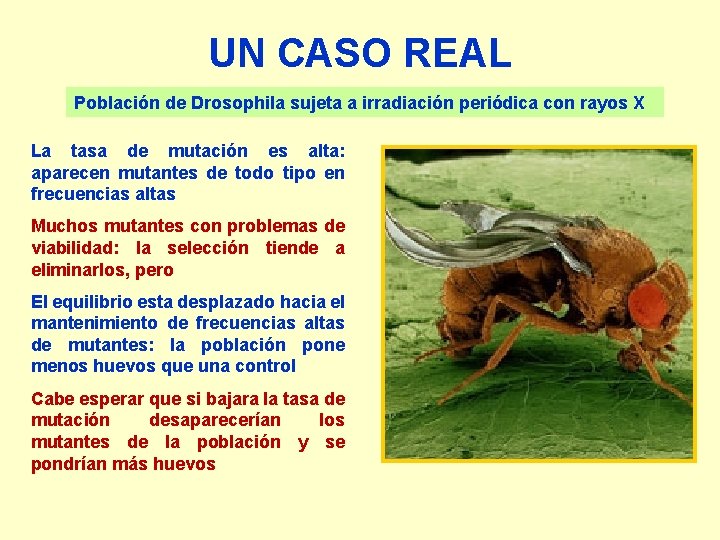 UN CASO REAL Población de Drosophila sujeta a irradiación periódica con rayos X La