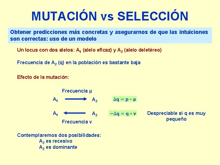 MUTACIÓN vs SELECCIÓN Obtener predicciones más concretas y asegurarnos de que las intuiciones son