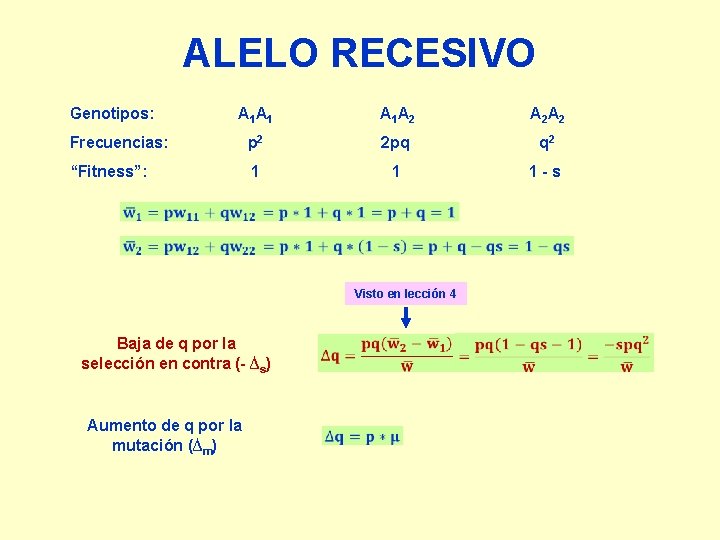 ALELO RECESIVO Genotipos: A 1 A 1 A 2 A 2 Frecuencias: p 2