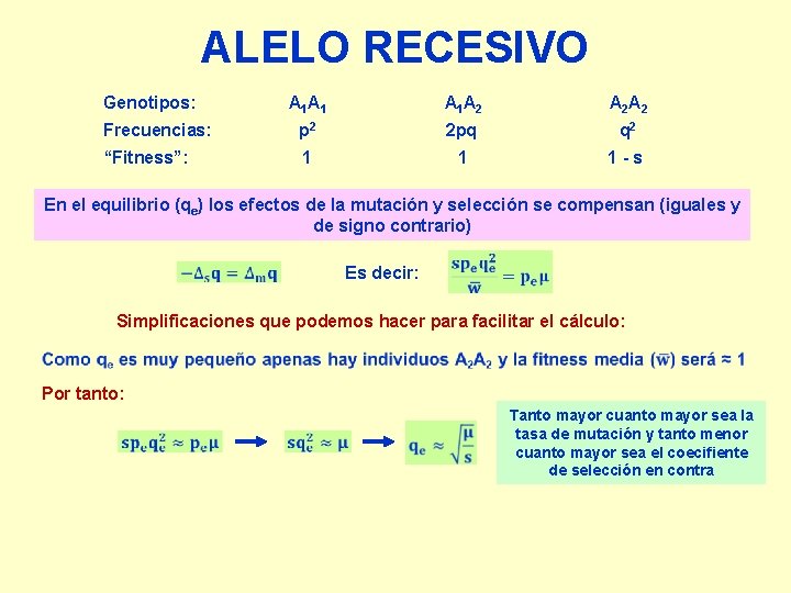 ALELO RECESIVO Genotipos: A 1 A 1 A 2 A 2 Frecuencias: p 2