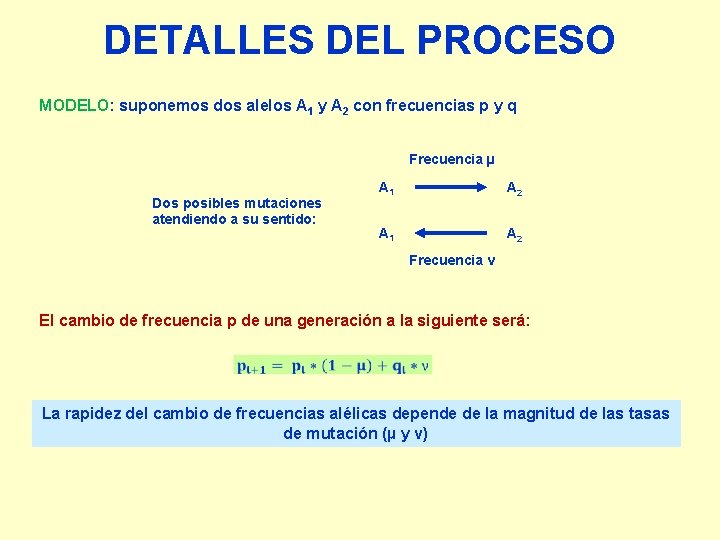 DETALLES DEL PROCESO MODELO: suponemos dos alelos A 1 y A 2 con frecuencias