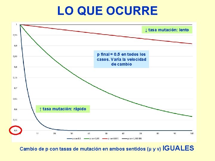 LO QUE OCURRE ↓ tasa mutación: lento p final = 0. 5 en todos