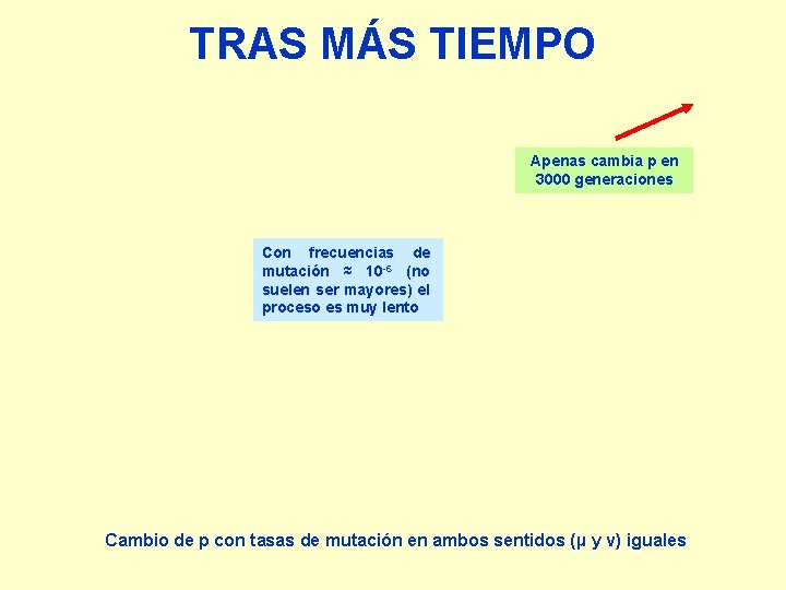 TRAS MÁS TIEMPO Apenas cambia p en 3000 generaciones Con frecuencias de mutación ≈