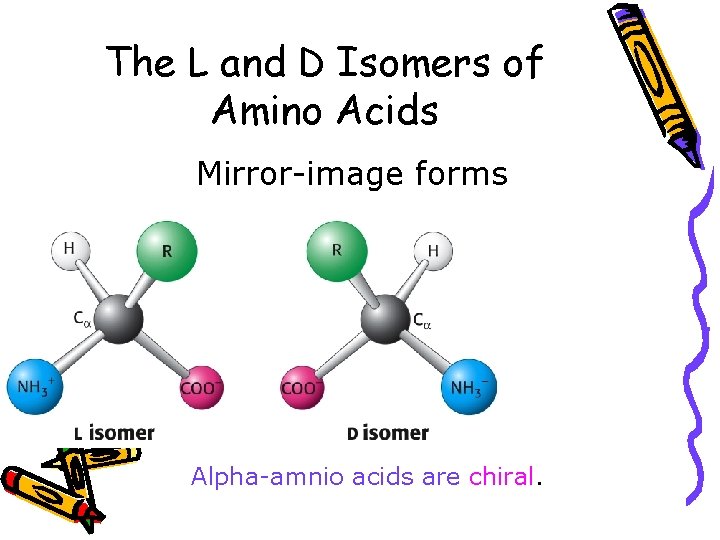 The L and D Isomers of Amino Acids Mirror-image forms Alpha-amnio acids are chiral.