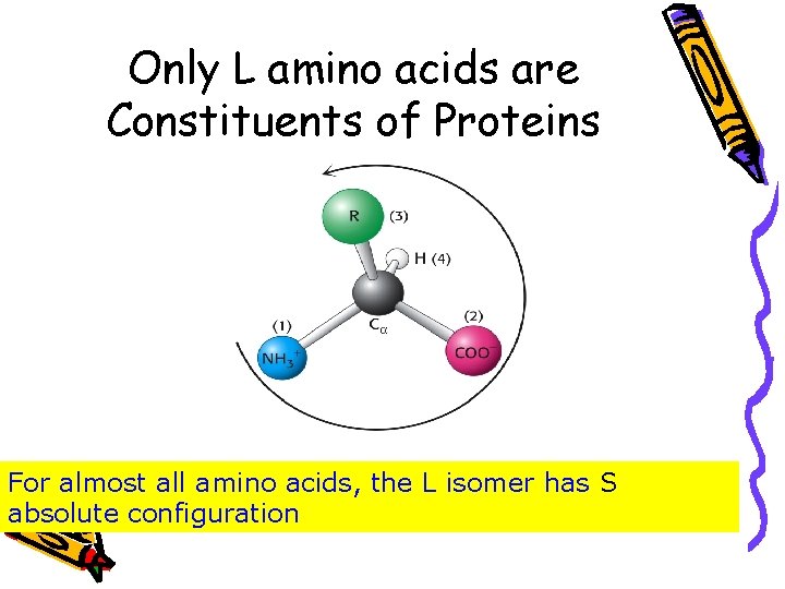 Only L amino acids are Constituents of Proteins For almost all amino acids, the