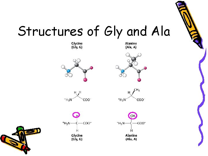 Structures of Gly and Ala 