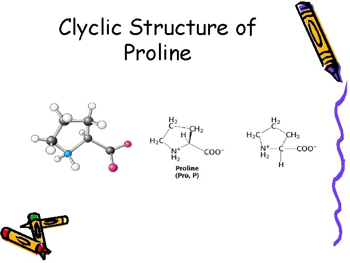 Clyclic Structure of Proline 