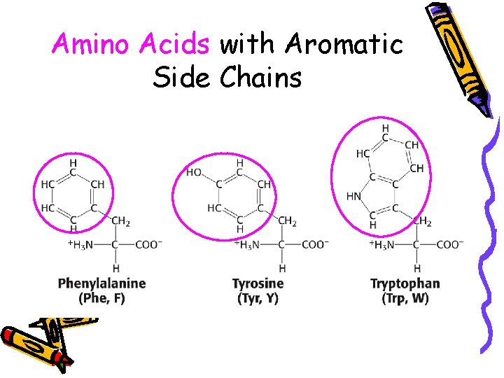 Amino Acids with Aromatic Side Chains 