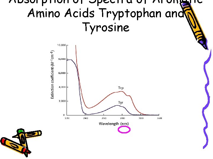 Absorption of Spectra of Aromatic Amino Acids Tryptophan and Tyrosine 