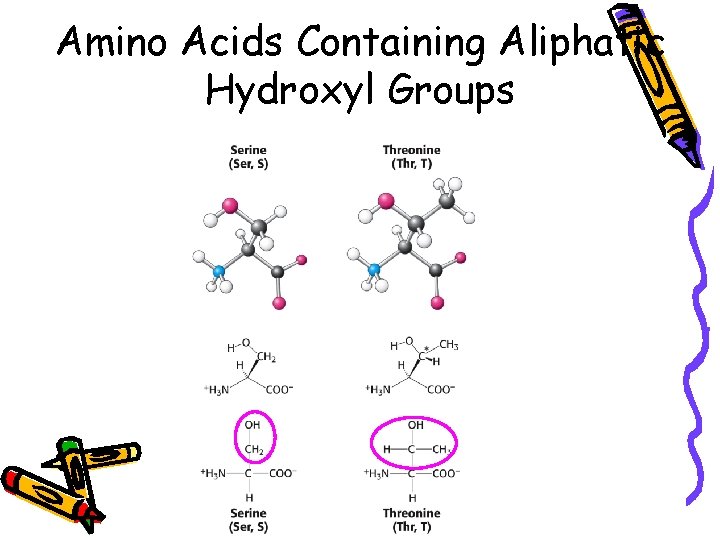 Amino Acids Containing Aliphatic Hydroxyl Groups 
